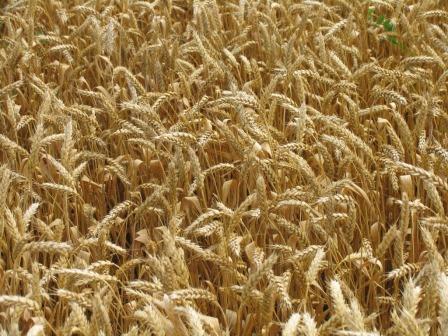 «УРАЛХИМ» развивает программу сотрудничества с региональными агрохимслужбами